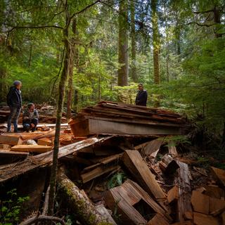 Image gallery pop-up of people in a forest standing next to chopped down tree intended for usage.